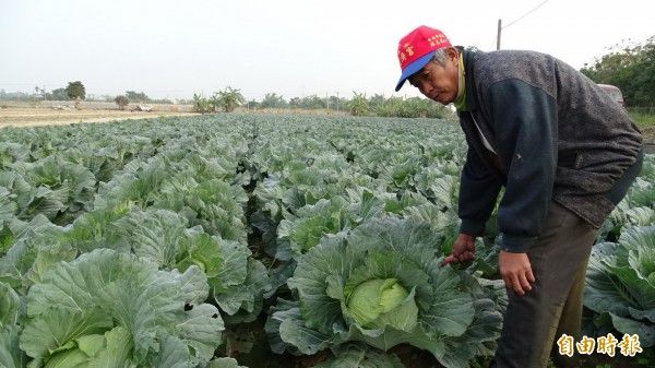 菜價慘跌，農民楊春義決定開放採收補貼一點成本。（記者吳俊鋒攝）