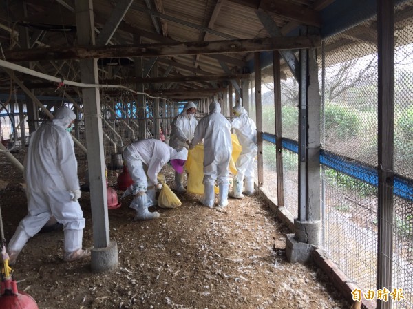 雲林縣再傳2處禽流感，防疫人員撲殺雞隻。（記者廖淑玲攝）