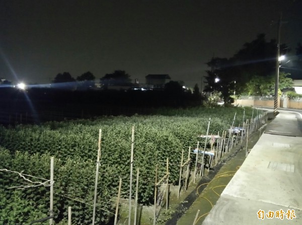 LED路燈太亮，造成菊花陷入永晝期，持續抽高，無法開花。（記者陳冠備攝）