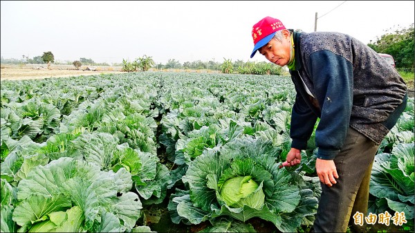 菜價慘跌，農民楊春義決定開放採收補貼一點成本。
（記者吳俊鋒攝）