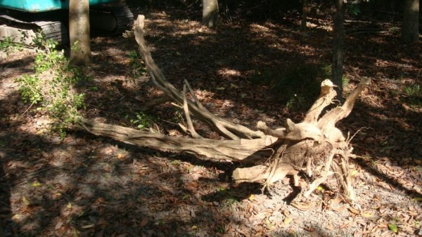 警方與林務局人員在水里山區發現山老鼠盜伐林木，起出4棵高價七里香。（記者劉濱銓翻攝）