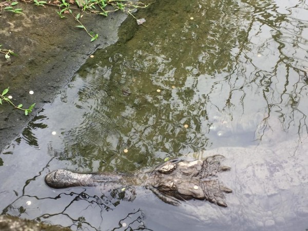 台北木柵動物園所展出的馬來長吻鱷「雷奇」（Legi）遭民眾投擲銅板當作許願池。（擷取自爆料公社）