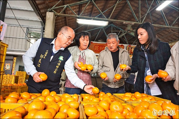 竹崎農會經營績效好，年終獎金也行情好，還加發五十萬元激勵獎金。圖為農會總幹事林孟怡（右一）到果園集貨場代言行銷茂谷柑。（記者曾迺強攝）