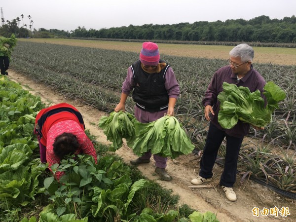 芥菜（長年菜）一顆10元自採，民眾全家總動員前往採摘。（記者黃淑莉攝）