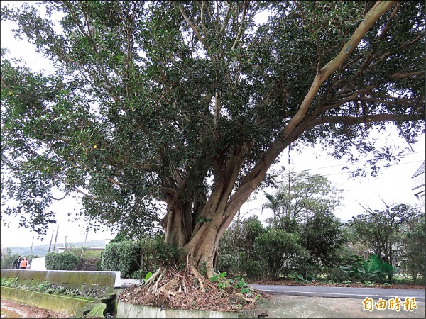 居民盛夏乘涼的好去處，榕樹在水稻田的倒影更是一大美景。（記者俞肇福攝）