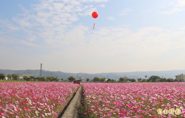 員林市公所在員林大道四段種滿一片波斯菊花海。（記者陳冠備攝）