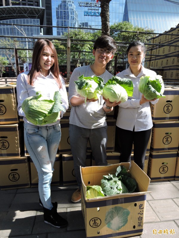 民眾買進大量的高麗菜，卻不知道該怎麼保存最耐久；臉書社團今（23）日分享高麗菜的保存方法，直接把高麗菜「種」回土裡，引發網路熱議。（資料照，記者賴筱桐攝）