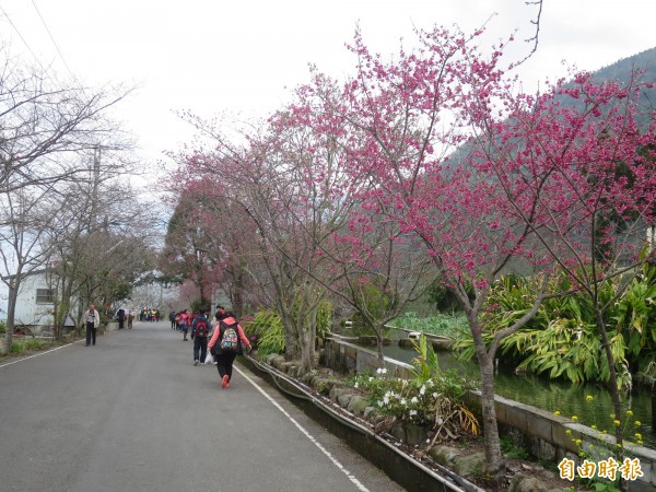 信義鄉知名賞櫻勝地草坪頭已是花開繁盛，預計春節花開可達八成。（記者劉濱銓攝）