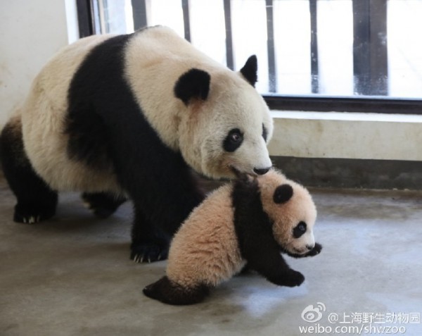 上海野生動物園上週宣布大熊貓母女「幗幗」和「花生」，因罹患重病死亡，母女死亡日相差5日，讓人質疑動物園是否飼養能力不足。（圖取自微博）