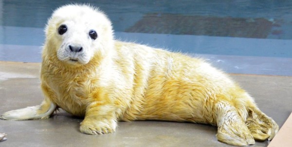 美國華盛頓國家動物園近日在Twitter貼出僅4個月大的海豹照，可愛的模樣竟掀起一場「賣萌大戰」。（圖擷取Twitter）