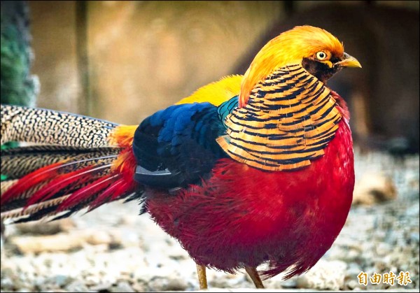 新竹市立動物園在雞年推出「奇『雞』之旅」，邀請小朋友來動物園認識各種不同的「雞形目」動物，其中以「金雞」─紅腹錦雞最醒目，成為年度代表動物。（記者洪美秀攝）