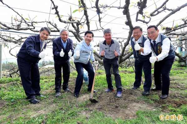 市長林佳龍（左三）到石岡的梨園親手施用有機肥，並加碼補助。（記者李忠憲攝）