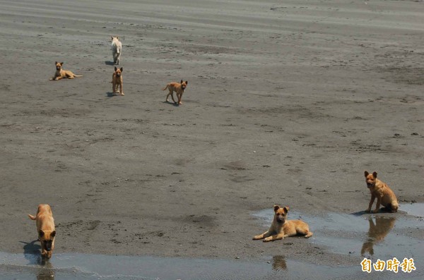 流浪動物零安樂死，民眾憂心棄養潮再起。（記者林國攝）