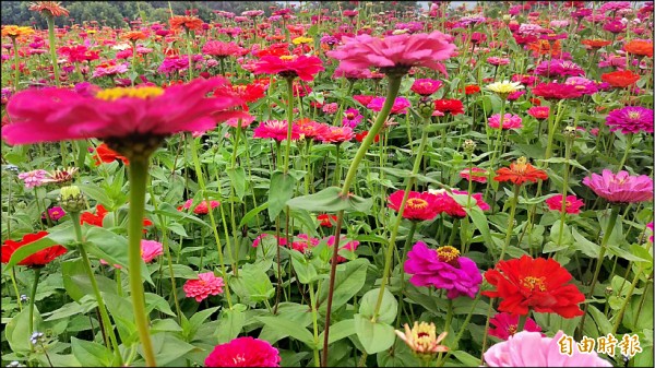 高雄六龜年後還有花海可賞。（記者黃佳琳攝）