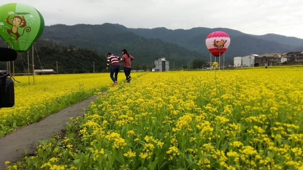 三星花海嘉年華主園區的油菜花盛開。（圖由三星鄉公所提供）