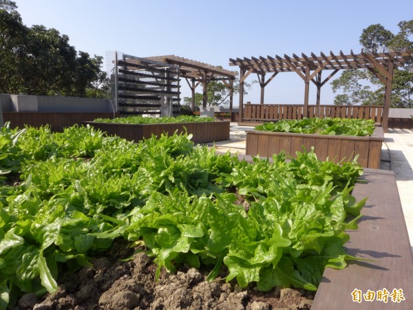 淡水區樹興市民活動中心樓頂菜園栽種各式菜葉，收成後就是社區老人共餐的桌上佳餚。（記者李雅雯攝）