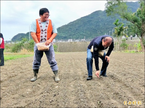 林全在嘉蘭部落青年帶領下，學習小米播種。（記者王秀亭攝）