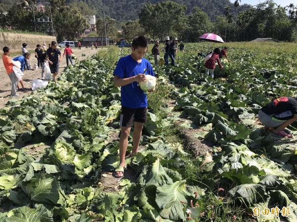 南投埔里魏家3姊弟不捨中風父親的高麗菜園荒廢腐爛，消息曝光後吸引大批民眾前來現採認購。（記者佟振國攝）