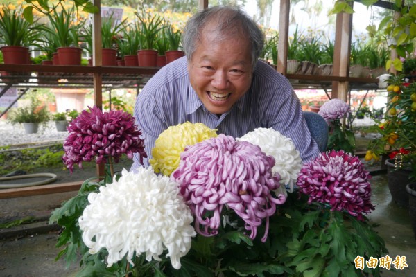 花蓮霸王級 壽菊 盛開比臉還大 生活 自由時報電子報