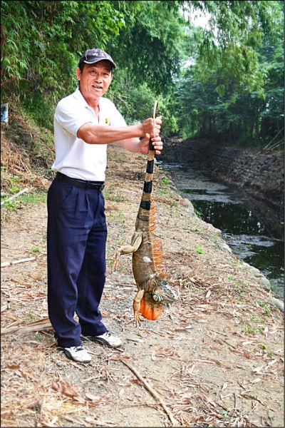 內溪村長黃文正已是抓綠鬣蜥的好手。（記者林宜樟翻攝）