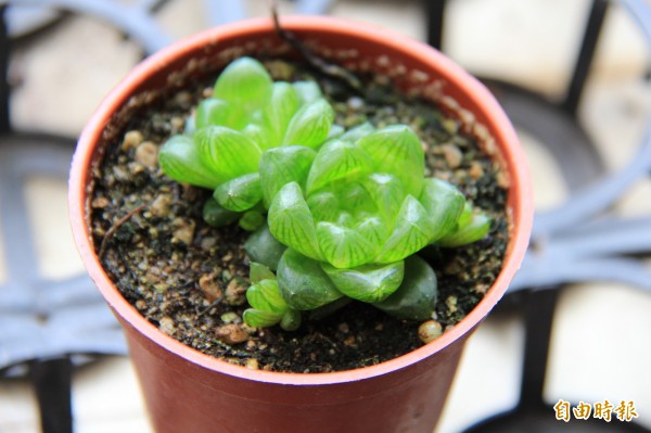 招財植物新寵「玉露」，葉面晶瑩剔透，光澤變化猶如珠寶閃閃發亮，春節檔期銷售量增加2成。（記者陳冠備攝）