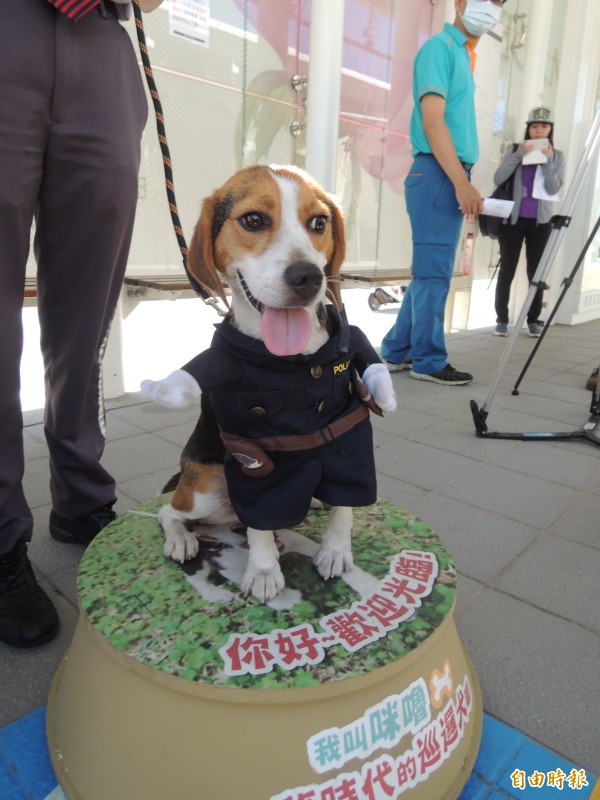 米格魯犬。示意圖，非此則新聞內文相關人物。（資料照，記者王榮祥攝）