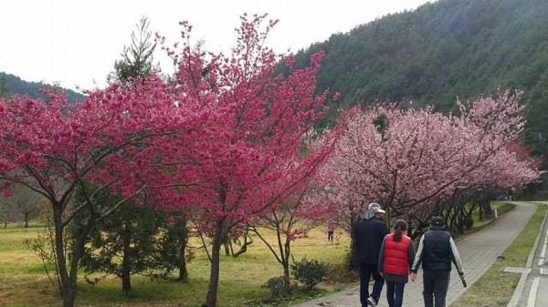 武陵櫻花綻開，賞櫻注意交通管制。（圖由保七總隊第五大隊提供）