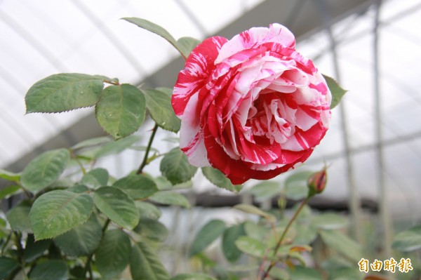 讓玫瑰花長高模範農民研發「樹玫瑰」獲獎- 生活- 自由時報電子報