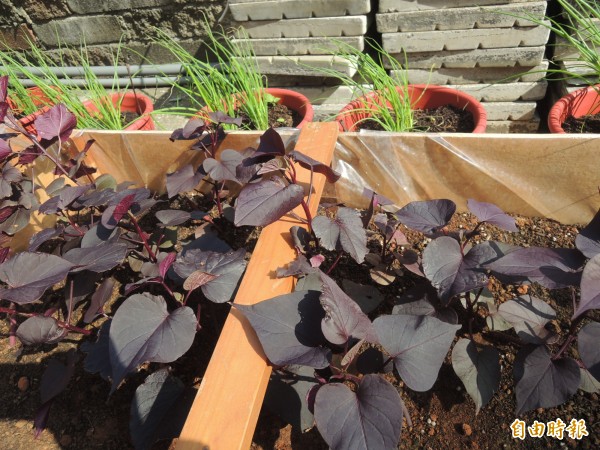 植栽銀行 沒聽錯植栽也可專業管理和交流 生活 自由時報電子報