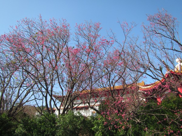 吳氏宗祠周邊的山櫻花已陸續開花。（圖由台北市工務局提供）