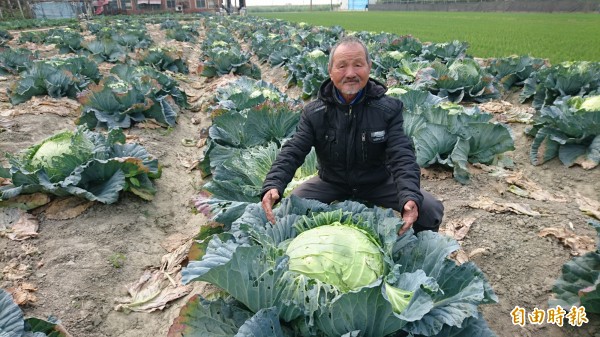 李重龍的巨無霸高麗菜，大得很誇張。（記者楊金城攝）