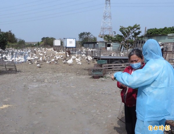 市府加強禽流感防護，杜絕疫病入侵，已加強家禽場訪視宣導及消毒。（記者黃鐘山攝）