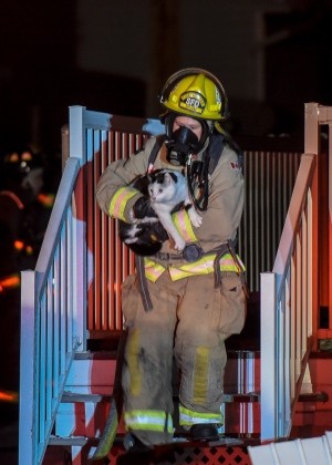 加拿大1隻貓咪在火災中咬醒飼主，讓4人得以順利逃生，隨後貓咪也被消防員救出火場。（圖擷自《CBS》）