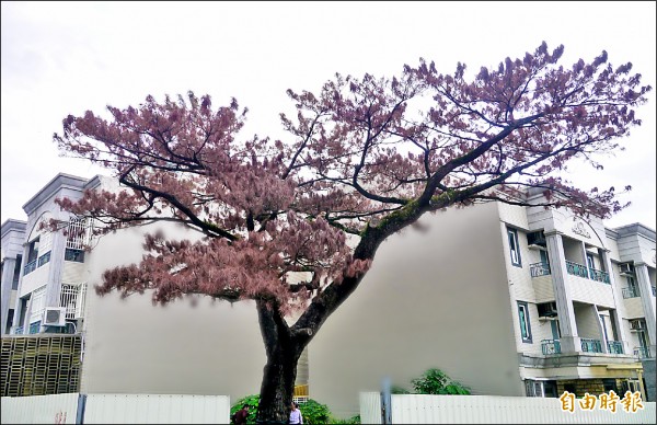 花蓮一百五十歲老松樹遭毒害，縣政府昨宣告搶救無效，近日將會解除列管，同意地主砍除。（記者王峻祺攝）