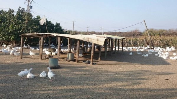 黃姓業者的養禽場，並未圍網，設備簡陋。（記者林宜樟翻攝）