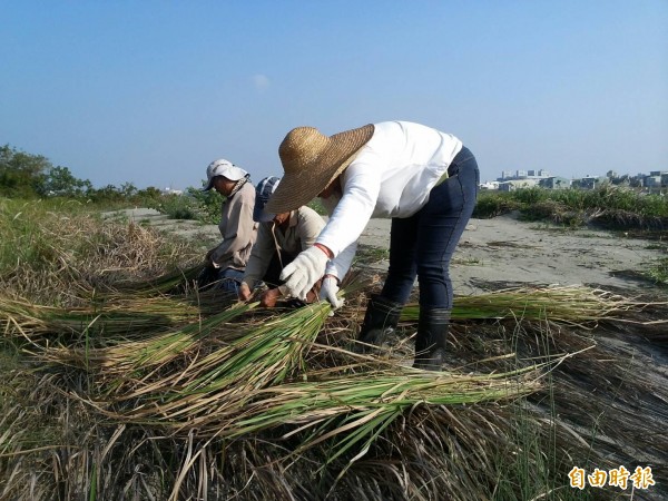 茄萣漁民收割白茅，準備手工編製桶間寮。（記者蘇福男攝）