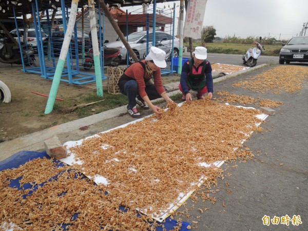 高麗菜價格便宜，鄉間又見婦人曬菜乾景象。（記者陳燦坤攝）