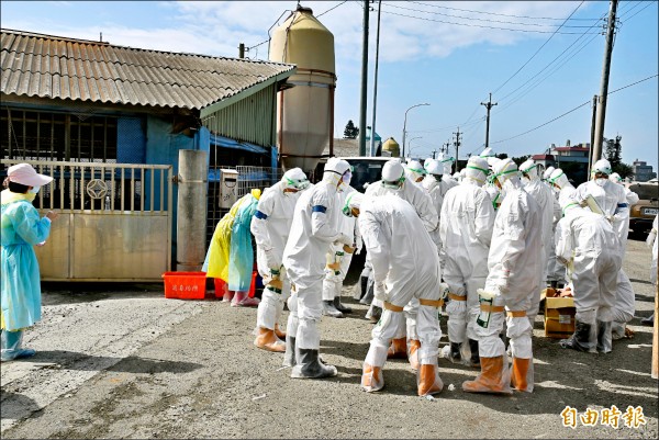 雲林昨天新增3養雞場高病原禽流感H5初檢陽性，防疫人員昨在水林撲殺3萬隻紅羽土雞。（記者黃淑莉攝）