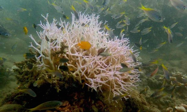 澳洲當地潛水人員上星期在棕櫚島附近水域拍攝到最新的珊瑚白化現象，澳洲科學家警告，預計在未來4週將會有更多的珊瑚死去，情況非常嚴峻。（圖擷取自衛報）