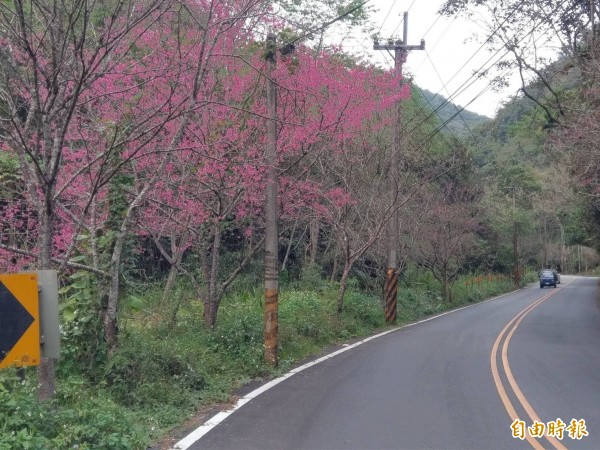 日月潭聯外道路之一的投131線，沿途許多櫻花都綻放桃紅花朵，預計228可達高峰。（記者劉濱銓攝）