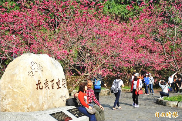 日月潭周邊遊樂區九族文化村櫻花盛開，預計二二八可達開花高峰。（記者劉濱銓攝）