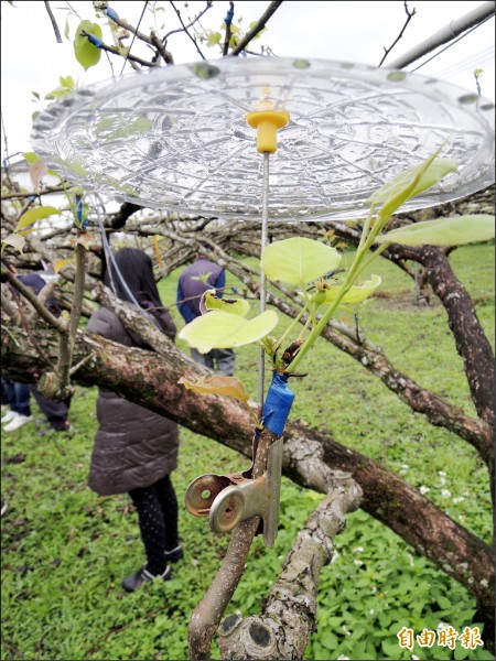 三星上將梨遭逢寒害，梨樹上塑膠小雨傘下方，原本應已結果，如今空蕩蕩。（記者江志雄攝）