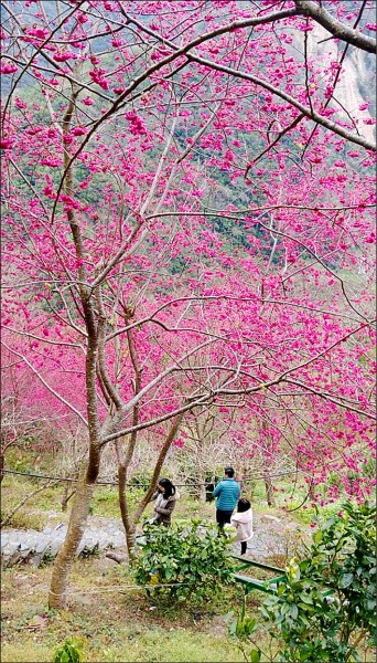 桃園市復興區的櫻花陸續綻放，山區道路、角板山、東眼山都是228連假賞櫻好地點。（桃園市政府提供）