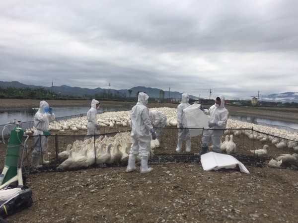 花蓮縣鳳林鎮2處鴨場今天執行撲殺。（花蓮縣動植物防疫所提供）