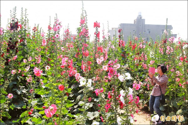 學甲蜀葵花文化節今天登場。（記者楊金城攝）