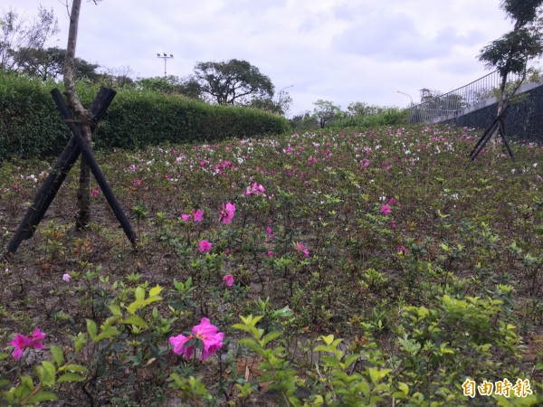 大安森林公園捷運站5號出口走出，可看到不少的杜鵑。（記者聶瑋齡攝）