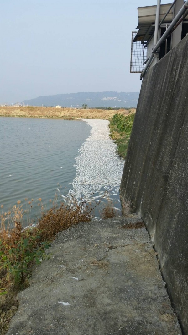 高市農會理事長李清讚的魚塭養殖魚蝦，疑遭人下毒，連日來大量暴斃，初估損失逾400萬元。（記者蘇福男翻攝）