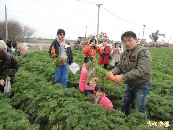 東勢果菜生產合作社今天拔蘿蔔體驗，吸引不少民眾參加。（記者陳燦坤攝）