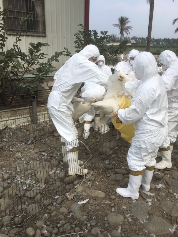 高市驚傳1家養鴨場感染H5N8高病原禽流感，今已完成撲殺。（記者陳文嬋翻攝）