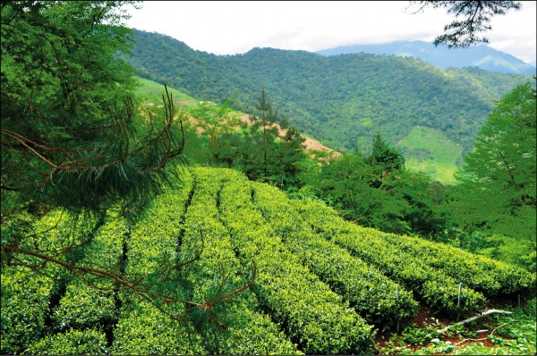 張新燈涉竊佔4筆原住民保留地種植果樹、青菜，又搭建製茶廠，被判刑6月。	（記者楊政郡翻攝）